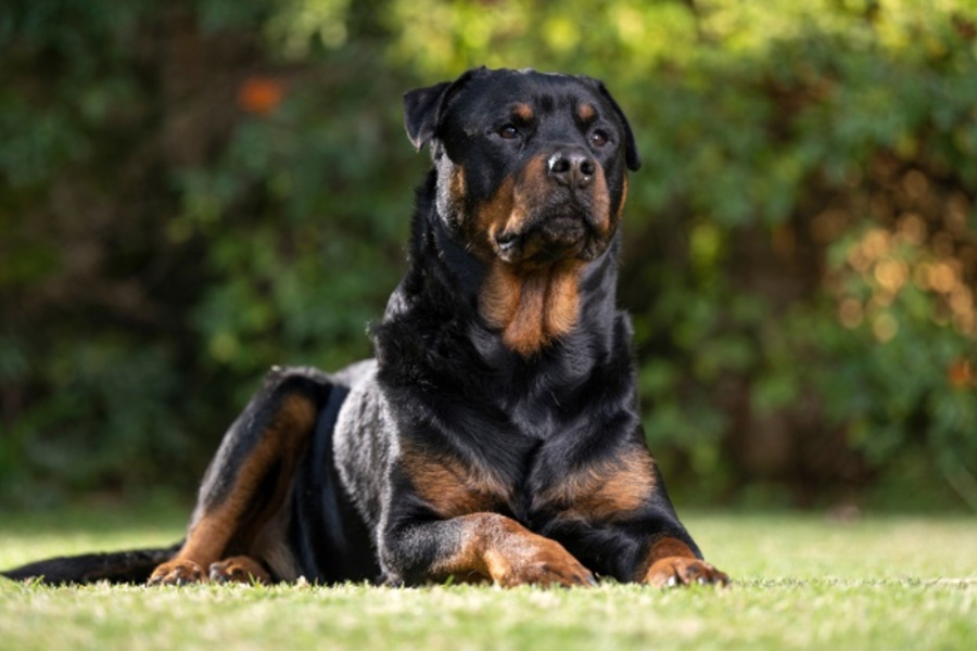 Evaluating the Best Protection Dog Companies: What to Look for and Ask Before You Buy